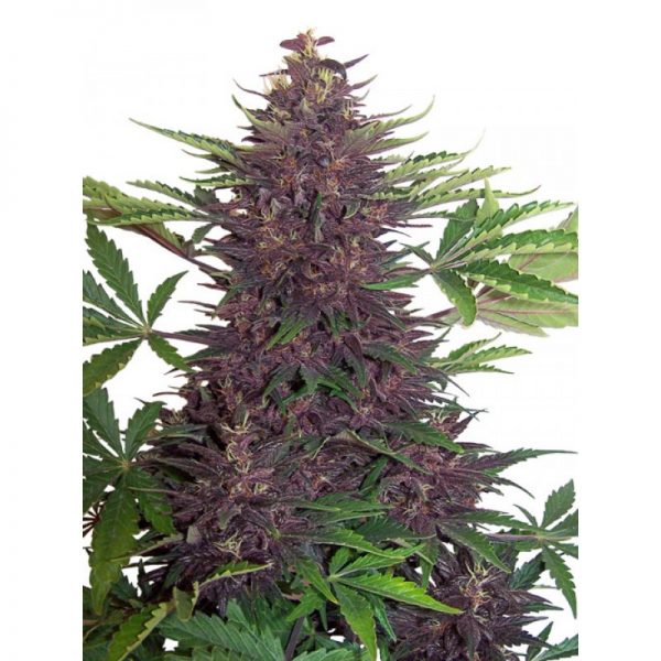 PURPLE KUSH SEEDS