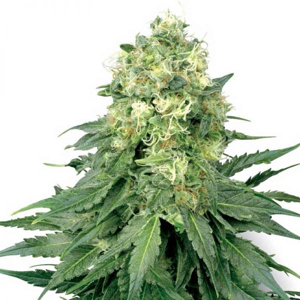 WHITE WIDOW SEEDS